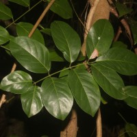 Aganope heptaphylla (L.) Polhill